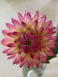 Pink and purple flower on a white background