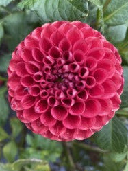 Chick a dee Dahlia Tuber – Pompon Red and White Blend 1–2" Blooms