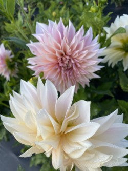 Café au Lait Dahlia Tuber – Cream/Blush Decorative, 8–10" Blooms
