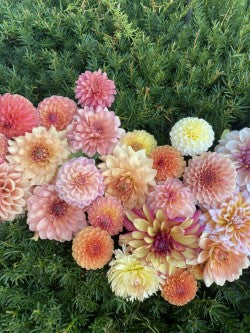 Mystery Dahlia Tuber fun surprises from our named varieties, sold at special pricing