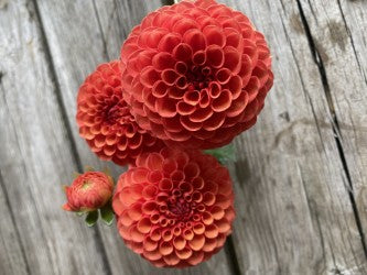 Valley Rust Bucket Dahlia Tuber Miniature Ball Bronze 2–3" Blooms