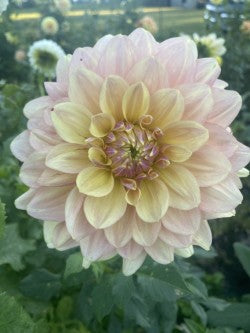 Wyn’s NEW Pastel Dahlia Tuber – Informal Decorative Light Blend 6" Blooms