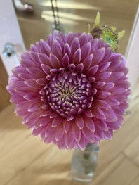 Purple flower in a clear vase on a wooden floor