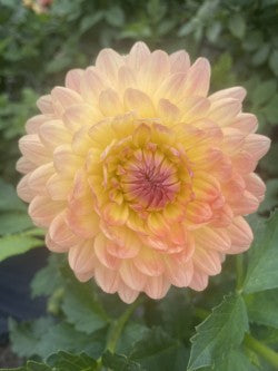 Gabrielle Marie Dahlia Tuber – Informal Decorative Orange 5–6" Blooms