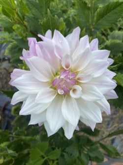 Dahlia Tuber Bundle #2– Designer Blend Collection