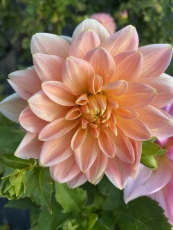Mister Frans Dahlia Tuber – Waterlily Pink 4–5" Blooms