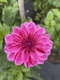 Cha Ching Dahlia Tuber – Waterlily, Variegated, 4–5" Blooms