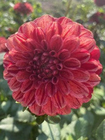 Maroon Fox Sport Dahlia Tuber Miniature Formal Decorative Dark Red Variegated 3–4" Blooms