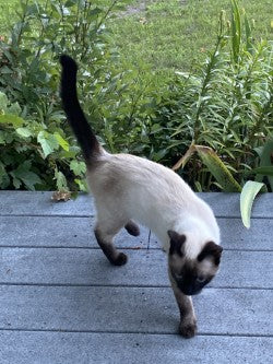 Lyn’s Concorde Dahlia Tuber – Formal Decorative Purple 4" Blooms