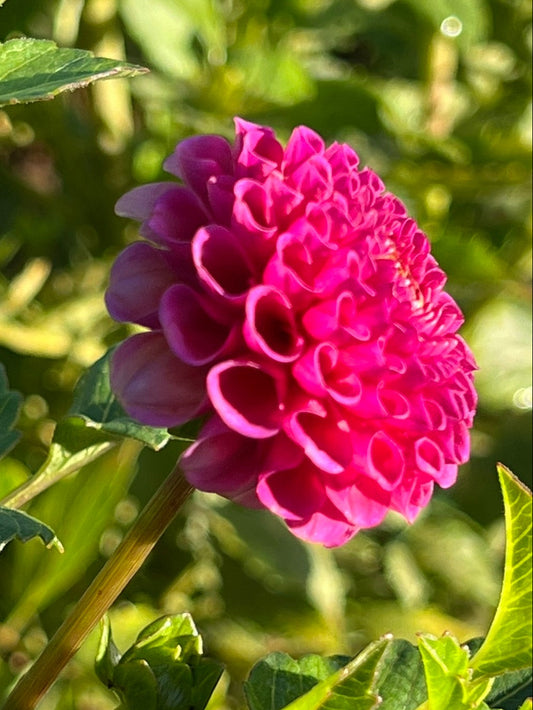 Koko Puff Dahlia Tuber Pompon, Lavender, 2–3" Blooms,