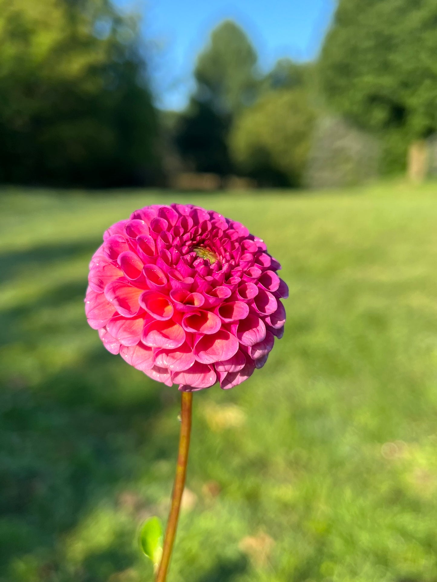 Koko Puff Dahlia Tuber Pompon, Lavender, 2–3" Blooms,