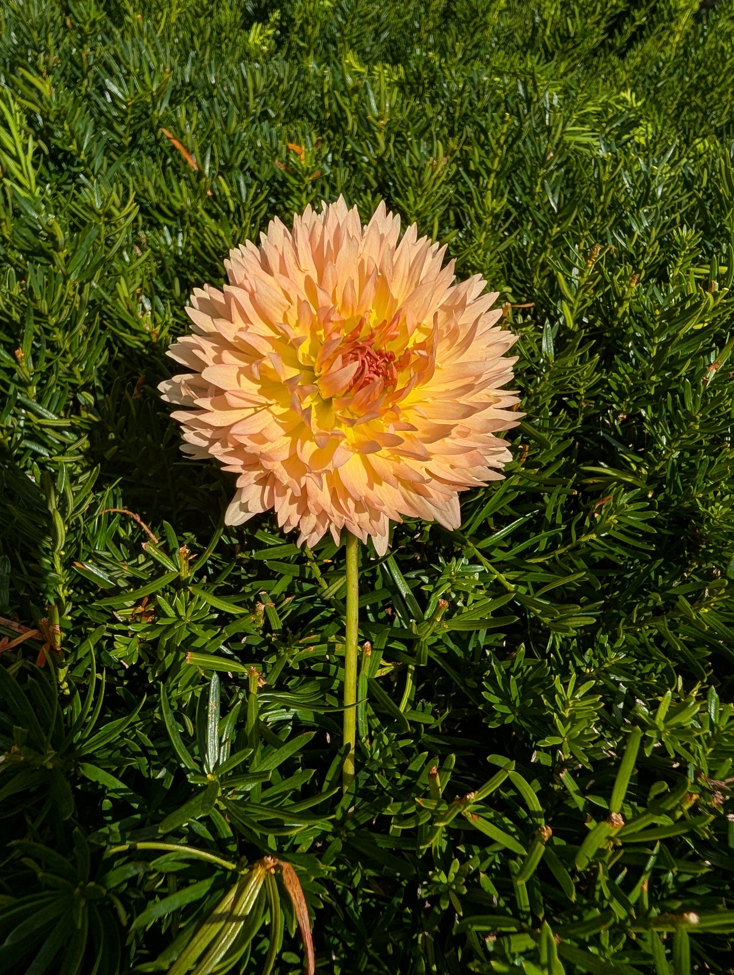 Lakeview Peach Fuzz Dahlia Tuber – Laciniated Light Blend 4" Blooms