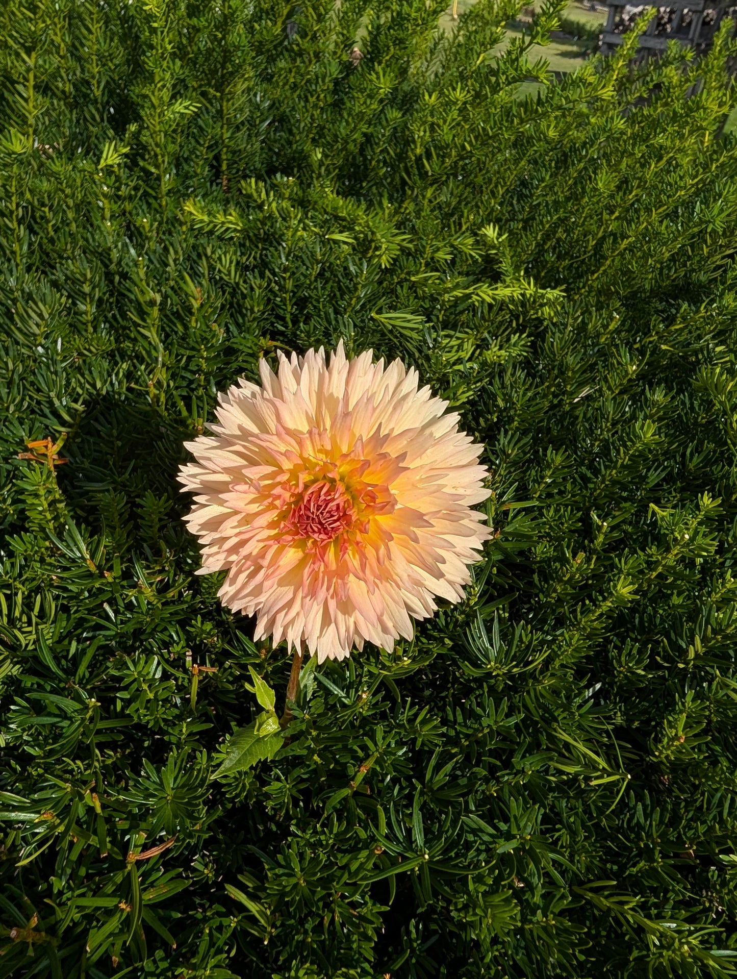 Lakeview Peach Fuzz Dahlia Tuber – Laciniated Light Blend 4" Blooms