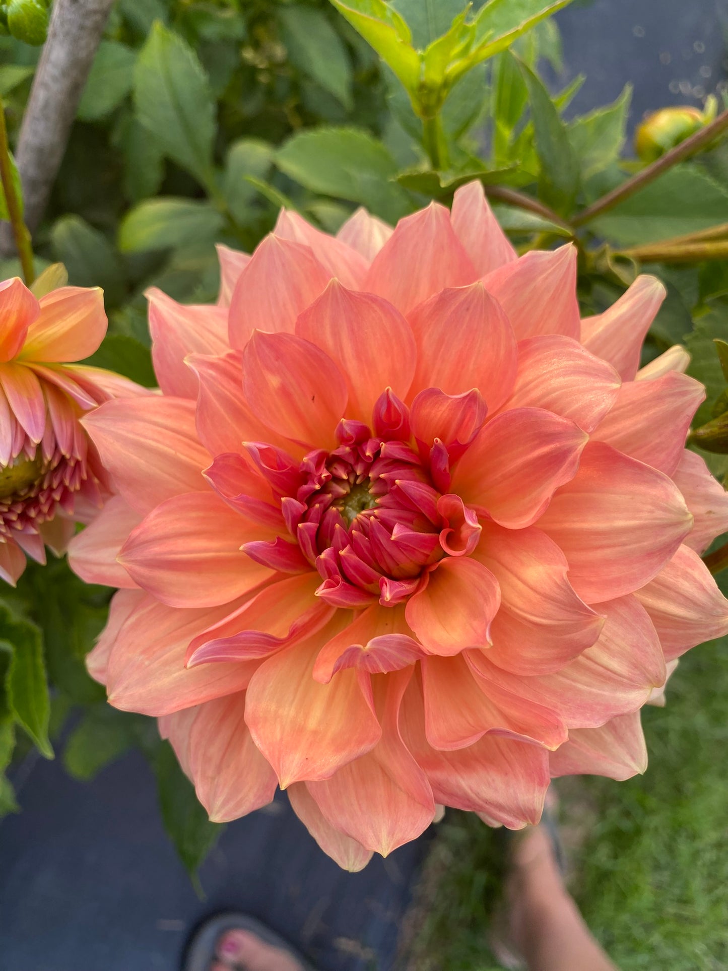 Peach Bud Dahlia Tuber – Formal Decorative Peach 4–6" Blooms
